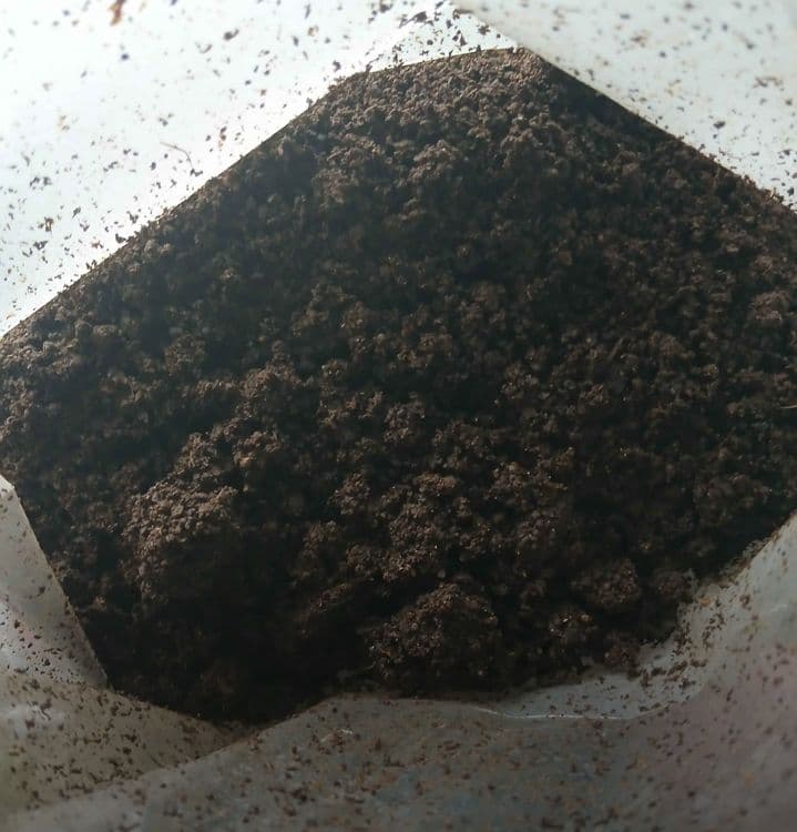 Biogomus sotiladi — 4