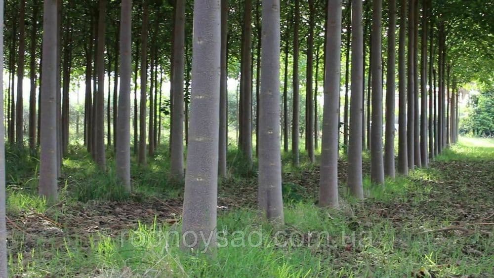 Павлония кучатлари сотувда — 2