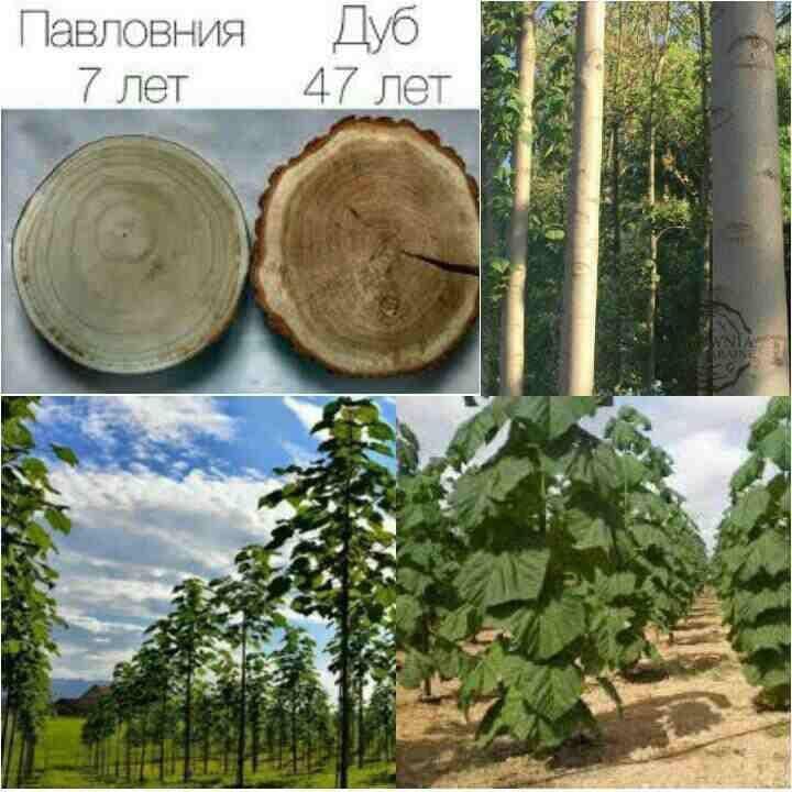 Павлония кучатлари сотувда — 4
