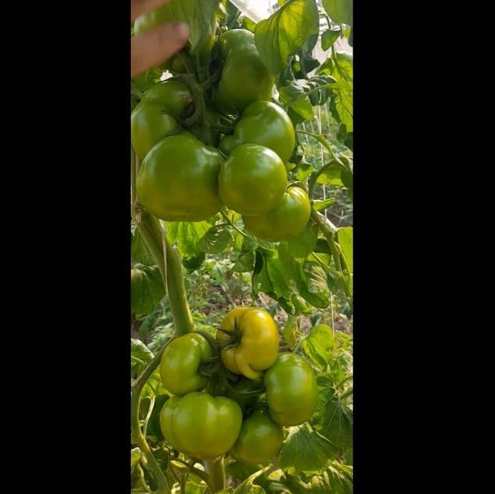 Pomidor Alamino F1 va Alamino bachki  hosildorligi juda yuqori sifatli — 2