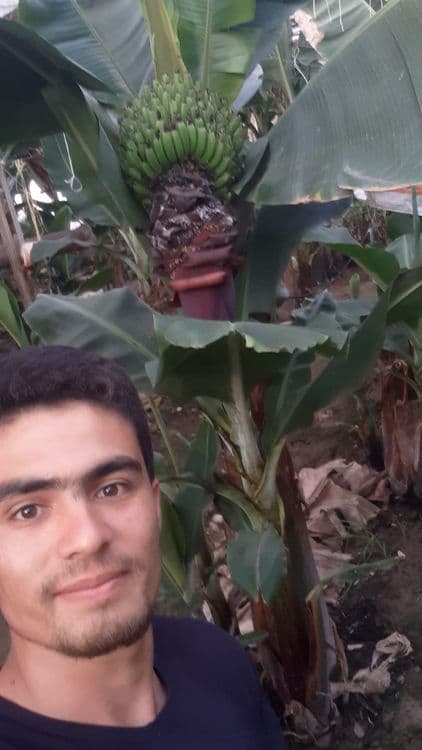 Banan ko'chatlar — 1