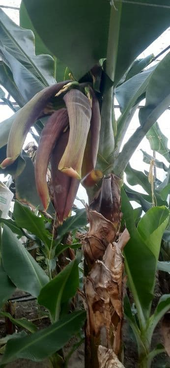 Banan ko'chatlar — 6