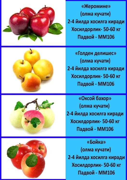 Mevali koʻchatlar — 2