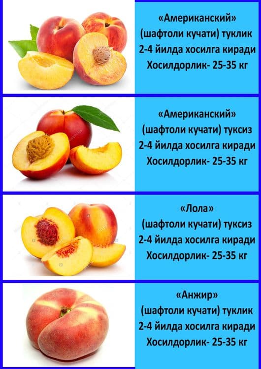 Mevali koʻchatlar — 3