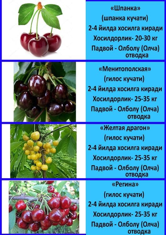 Mevali koʻchatlar — 4