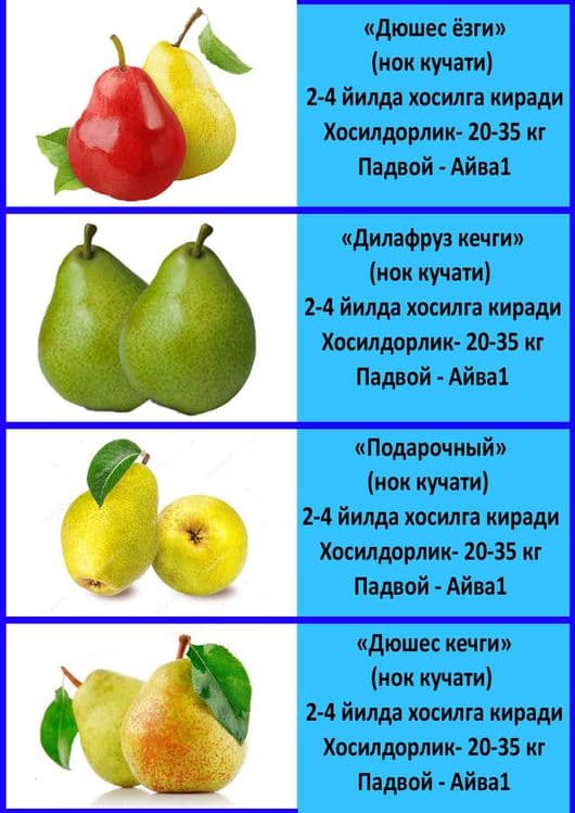Mevali koʻchatlar — 5