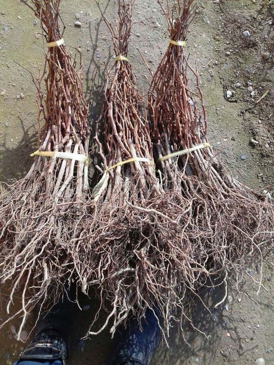Mevali koʻchatlar — 7