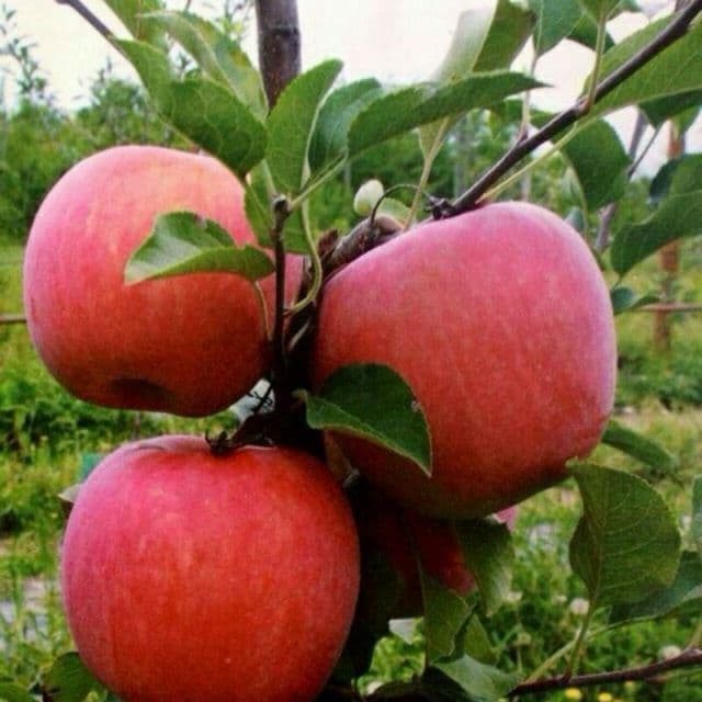 Мевали кучатлар сотуви — 1