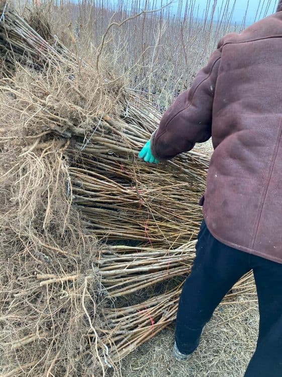 Barcha turdagi kuchatlar intinsif karlik polkarlik xamasi bor — 6
