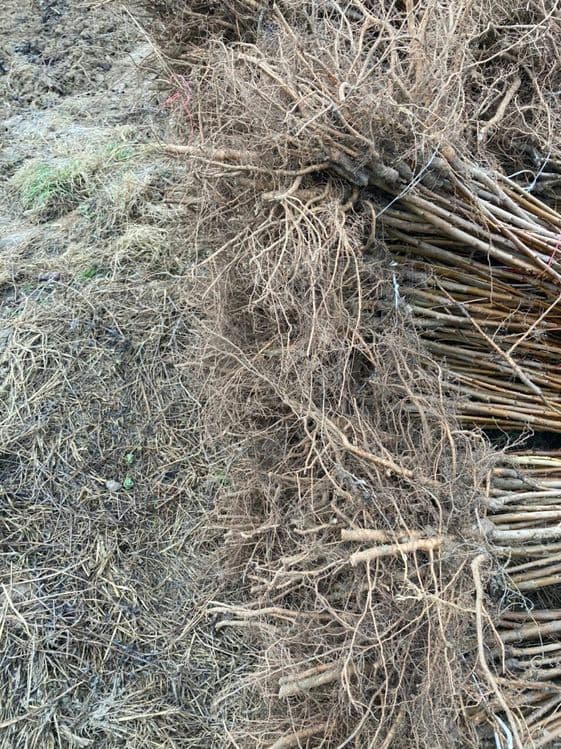 Barcha turdagi kuchatlar intinsif karlik polkarlik xamasi bor — 7