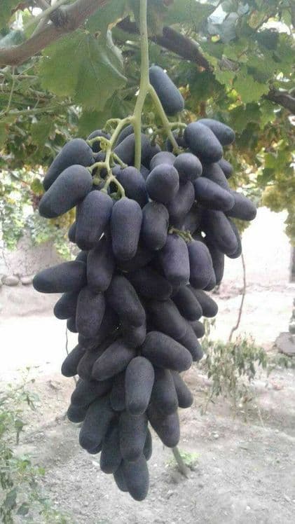Шредер агро ишончли кучатлар — 2