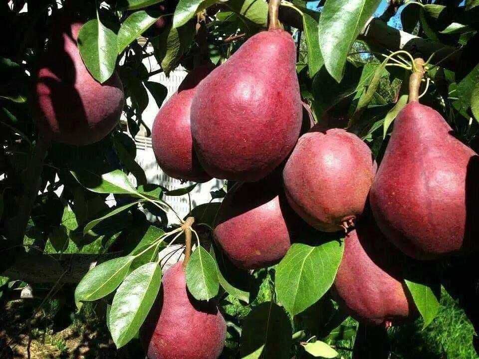 Шредер агро ишончли кучатлар — 4