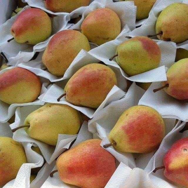 Шредер агро ишончли кучатлар — 6