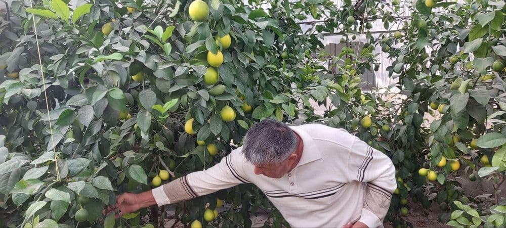 Лимон кучати сотилади — 5