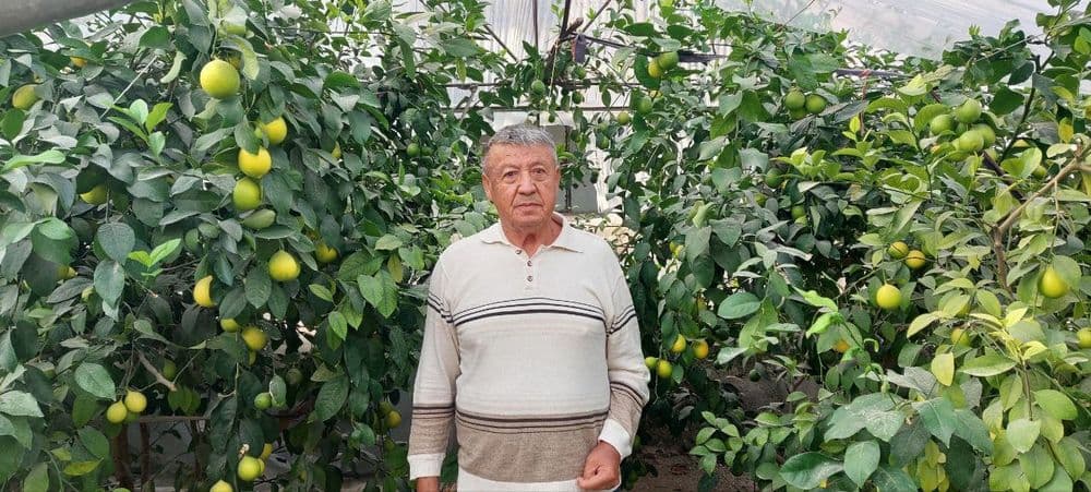 Лимон кучати сотилади — 6