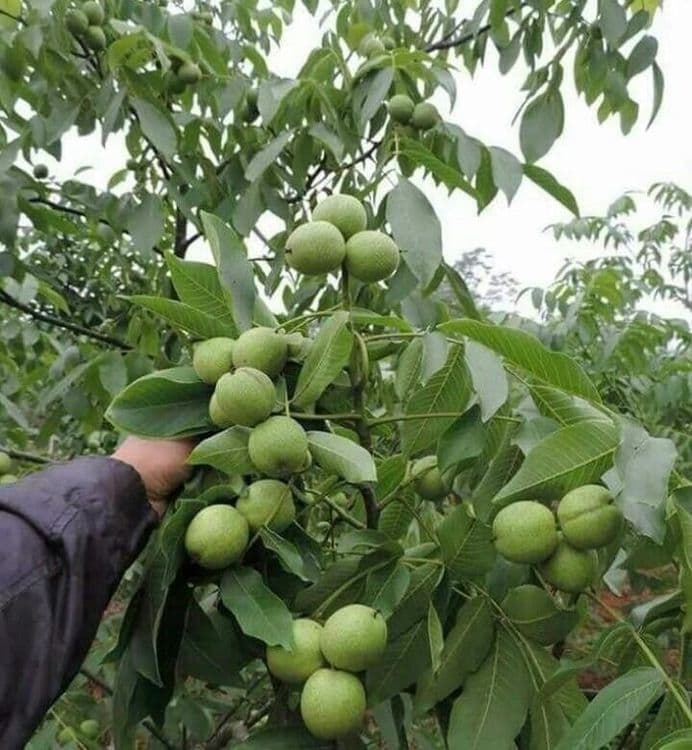 ЁНГОК КУЧАТЛАРИНИ 6 Хил сорти бор сортига кафолат берамиз — 1