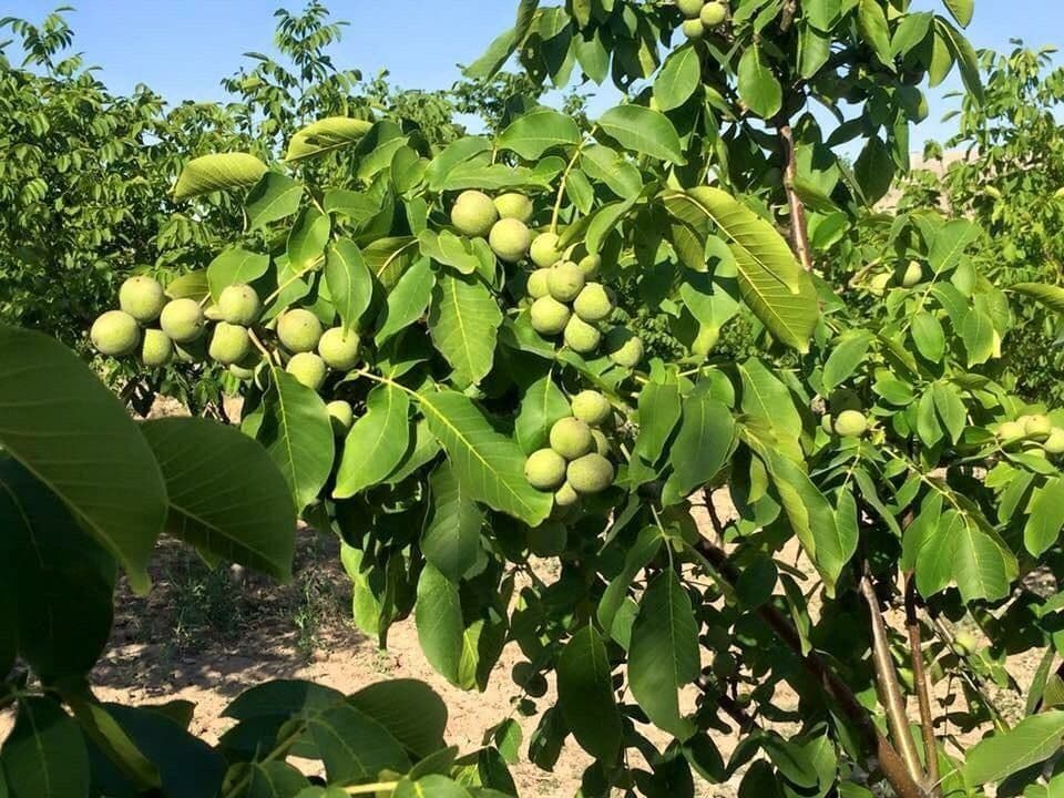 ЁНГОК КУЧАТЛАРИНИ 6 Хил сорти бор сортига кафолат берамиз — 2