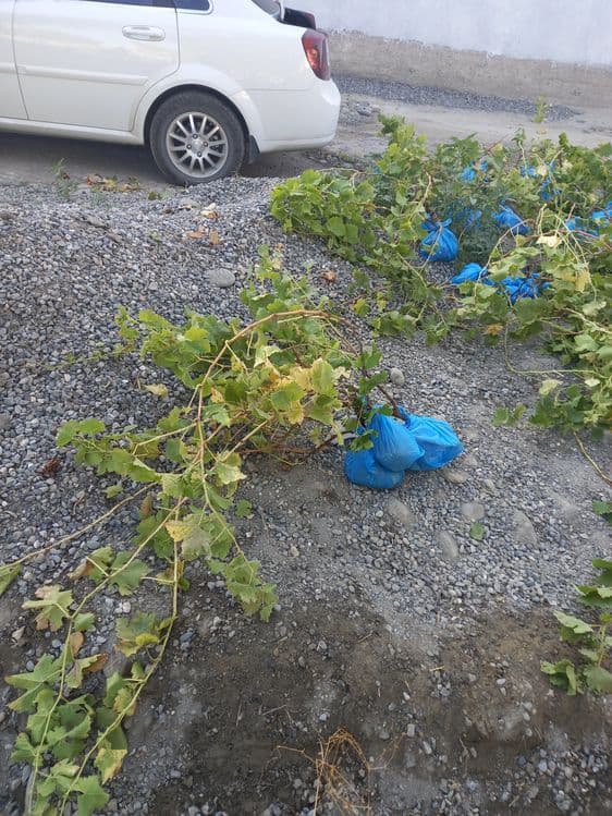 Uzum koʻchatlari bor 3 yosh — 4