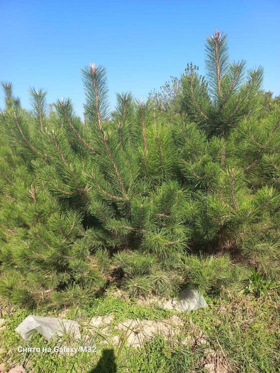 Сосна арча кучатлари сотилади — 2