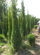 Можжевельник арча кучатлари сотилади