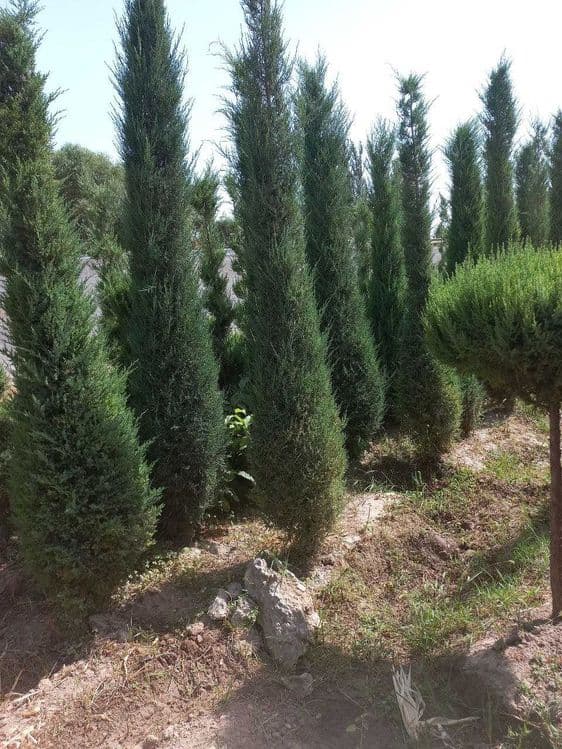 Можжевельник арча кучатлари сотилади — 3