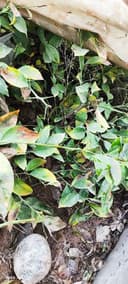 Limon ko'chat navi MIR