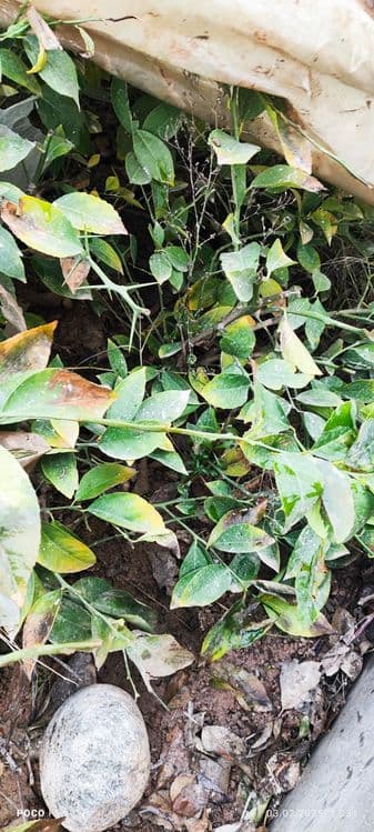 Limon ko'chat navi MIR — 1