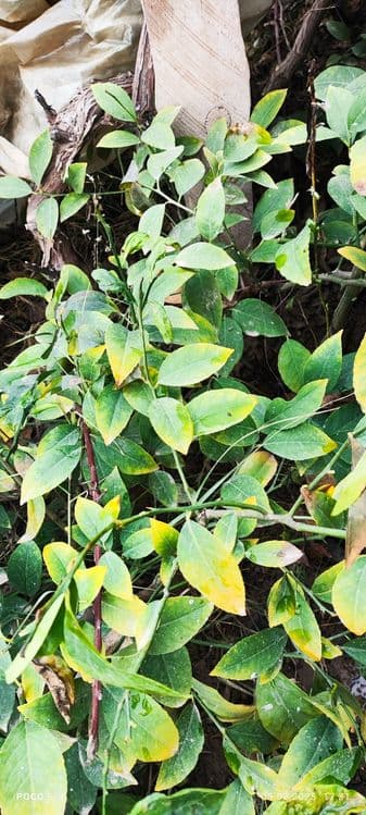 Limon ko'chat navi MIR — 2