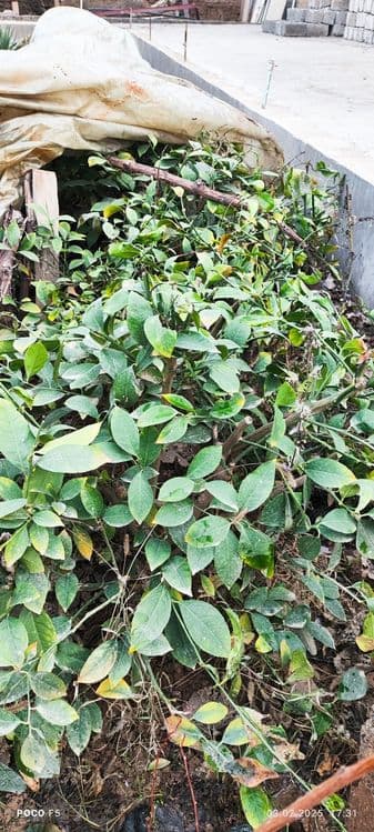 Limon ko'chat navi MIR — 3