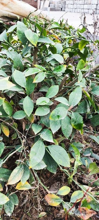 Limon ko'chat navi MIR — 5