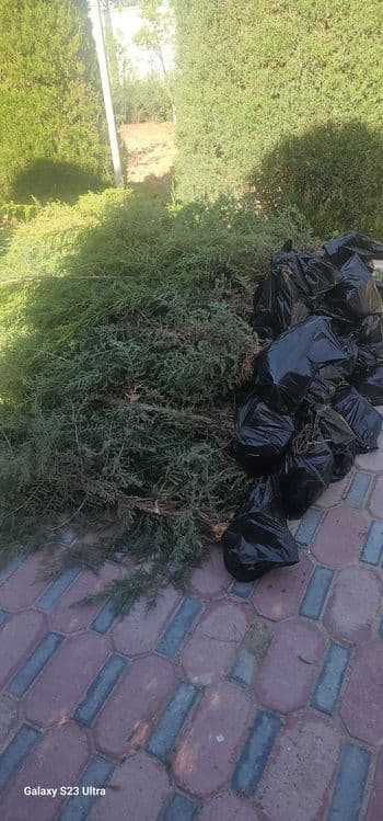 Арча кучат маржавеник 50000 сумдан — 1