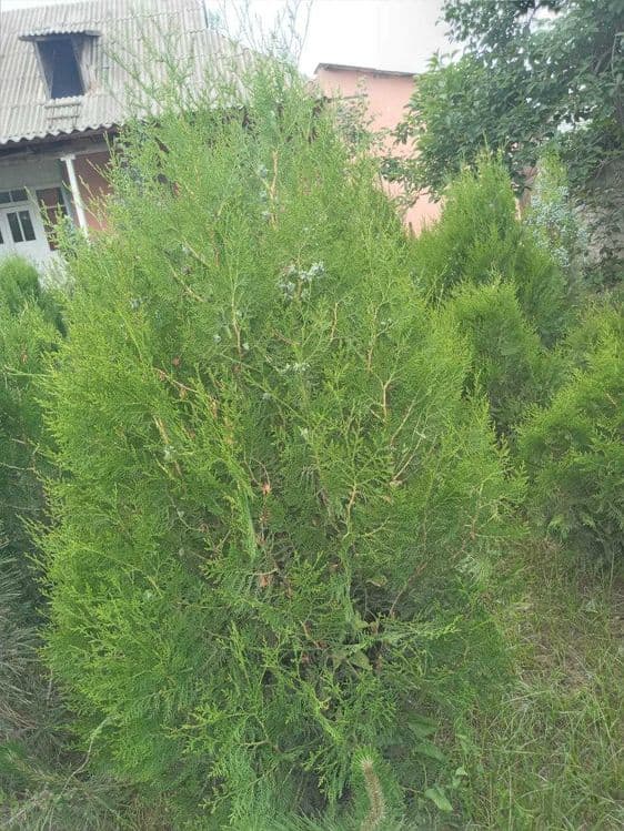 Можжевельник ва туя навли арчалар — 5