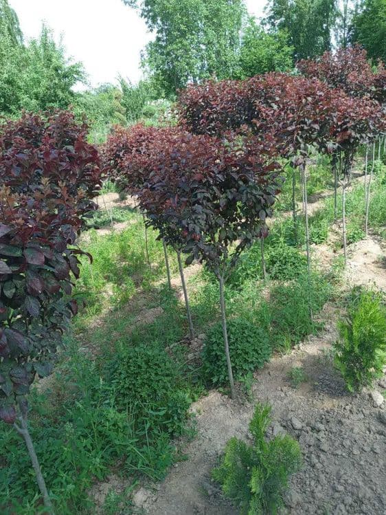 Декаратив кучатлар — 1