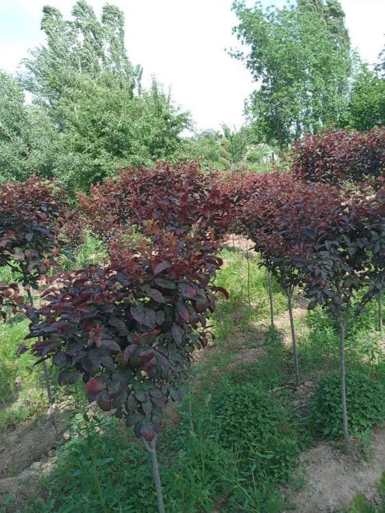 Декаратив кучатлар — 4