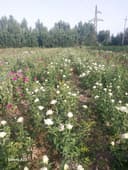 Атиргул кучатлари 90 минг дона бор