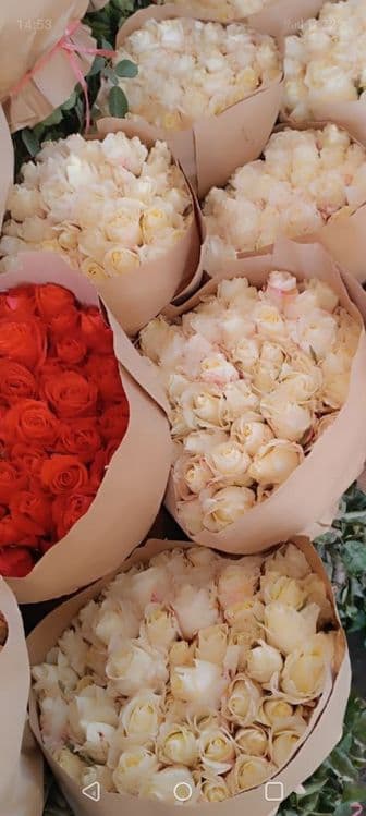 Атиргул Кучатлари етиштириш — 4