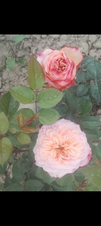 Атиргул Кучатлари етиштириш — 5