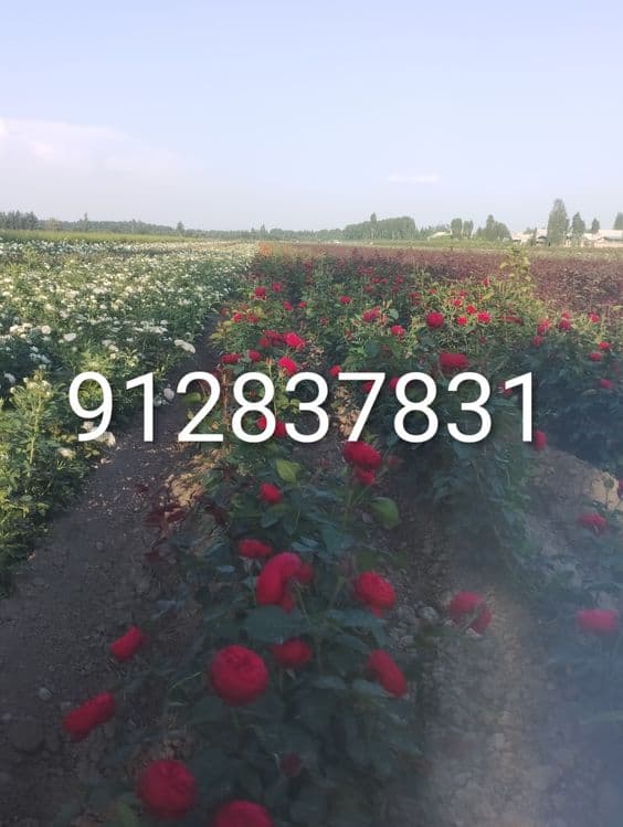 Атиргул Кучатлари етиштириш — 8