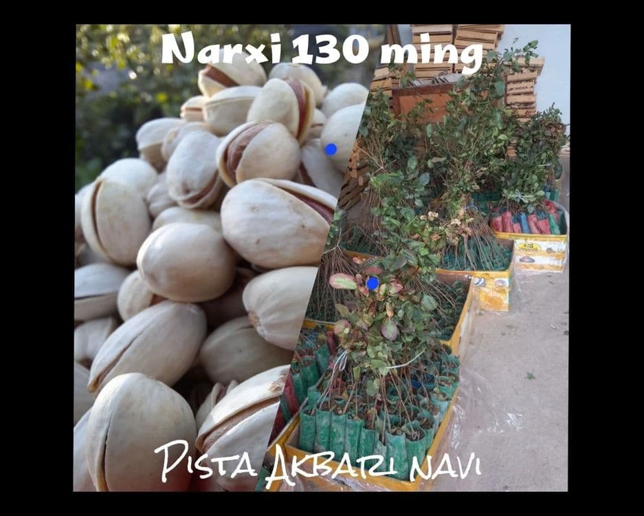 Pista (akvari) navi — 1