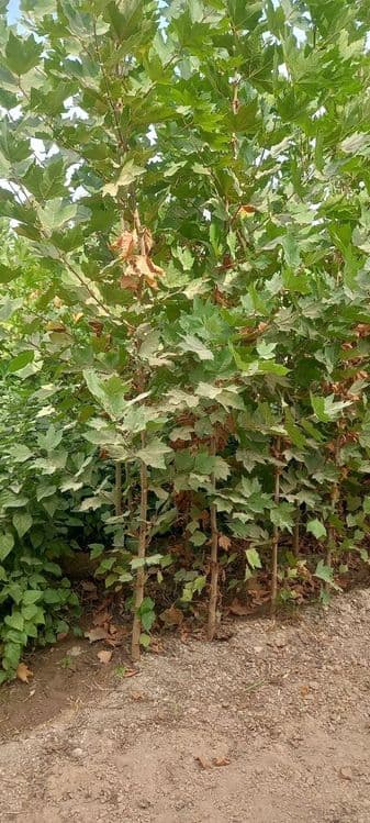 Chinor bor. Чинор кучатлари сотилади — 1