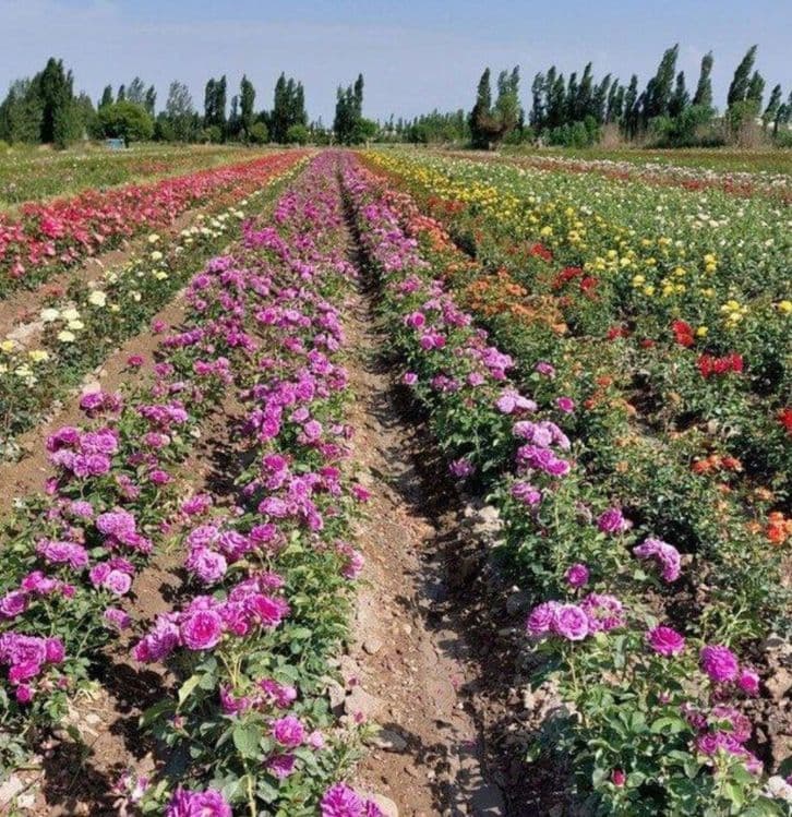 Атиргул кучатлар — 5