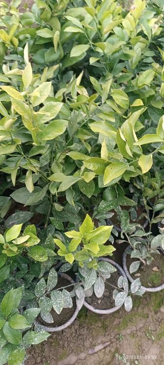 Sovuq urmagan limon koʻchatlari — 1