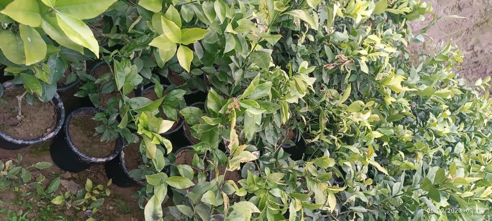 Sovuq urmagan limon koʻchatlari — 2