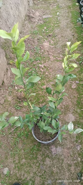 Sovuq urmagan limon koʻchatlari — 3
