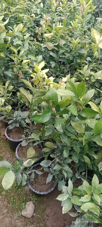 Sovuq urmagan limon koʻchatlari — 4