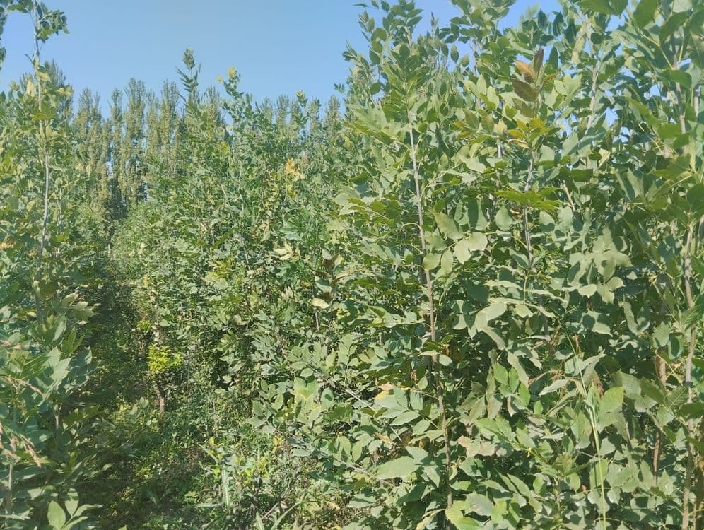 Manzarali koʻchat yasin — 3