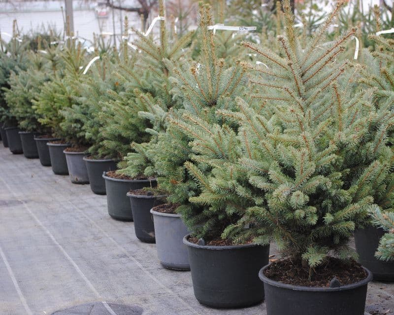 Sifatli Evropa ideal koʻchatlari — 1