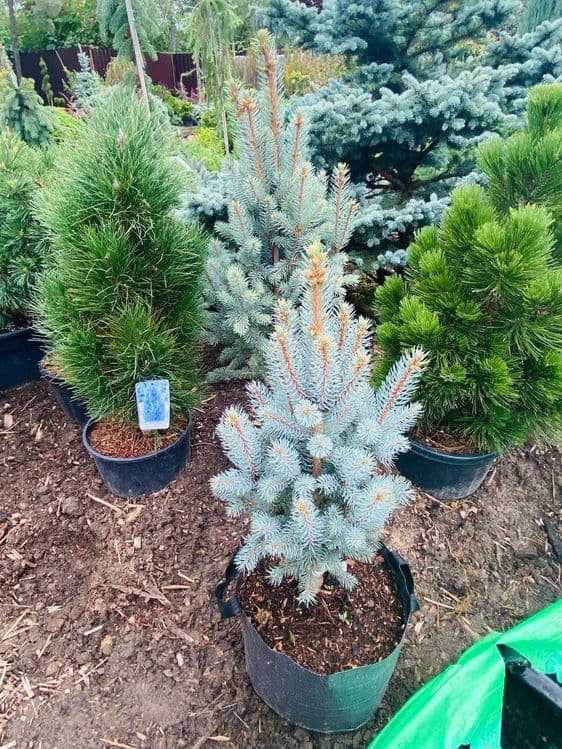 Sifatli Evropa ideal koʻchatlari — 8