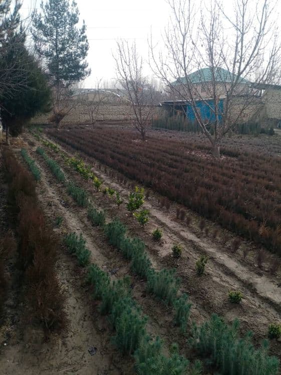 Sifatli archa koʻchatlari — 7