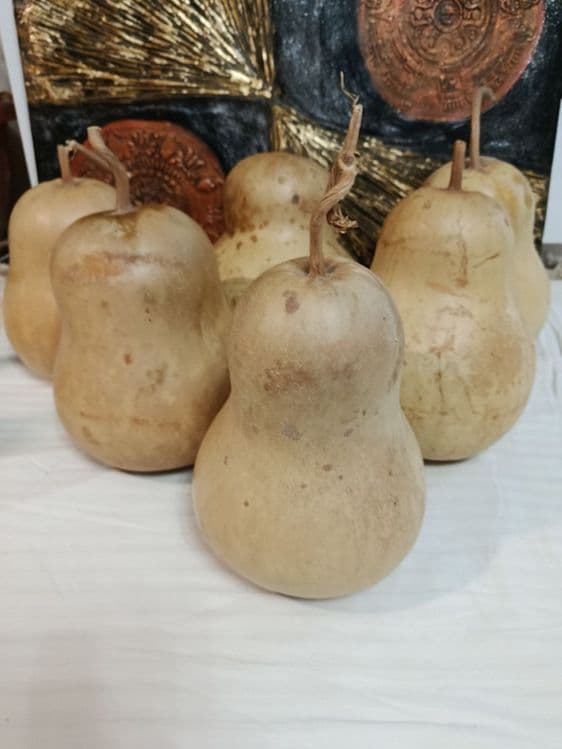 Продаю декоративные тыквы лагенария — 4